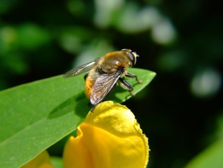 A Lazy Bee bathing in the summer sun