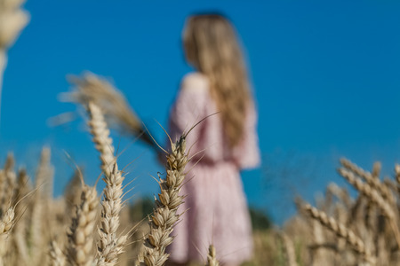 Girl walking on the field with wheatの写真素材