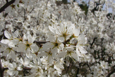 White flowersの写真素材