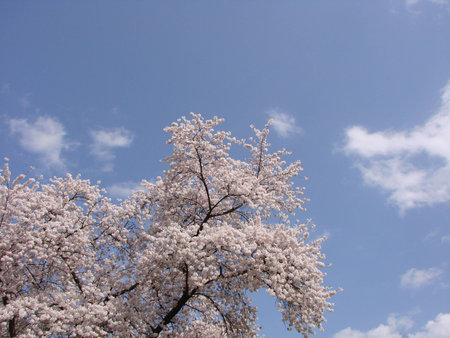 Beautiful springの写真素材
