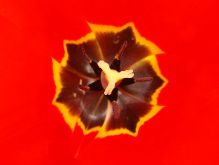 Red tulip closeupの写真素材