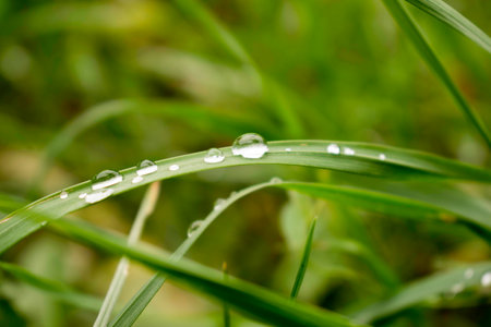 Drops of water on the blade of grassの写真素材