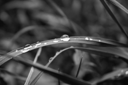 Drops of water on the blade of grassの写真素材