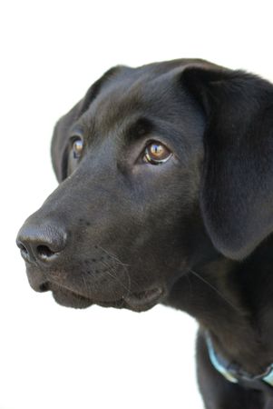 Young labの写真素材