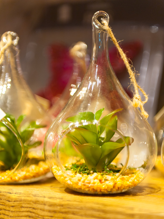 House plants, green succulents, old wooden box and blue vintage glass bottles on a wooden board, home gardening and decorating rustic style.の写真素材