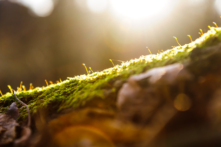 Sun rays on green moss against the background of the forest, flash lighting effectの写真素材
