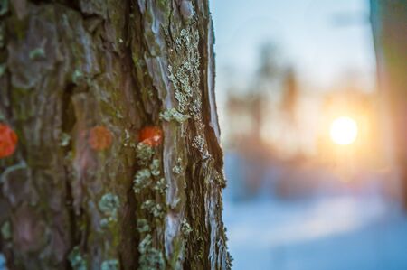 Winter wonderland picturesque landscape in early cold morning with soft sunshine - forest in the sunriseの写真素材