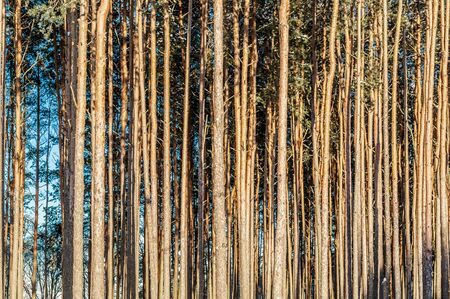 Coniferous forest background of trunks of long smooth treesの写真素材