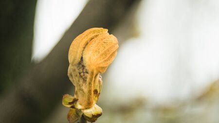 The sprout of chestnut begins to blossom. Macro shotの写真素材