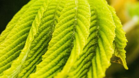 Summer spring branch with fresh green leaves. A ladybug close-up on a branch of fresh green leaves. Macro. Beautiful blurred background. Spring background.の写真素材