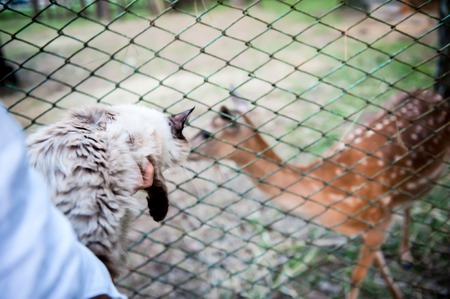 girl feed a deer and keep a furry cat on their hands. The concept of love for animals and petsの写真素材