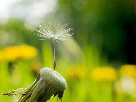 Dandelion one last seed of a parachute on a flower is a symbol of loneliness or perseverance and fortitude. The dandelion parachute has got stuck in a webの写真素材