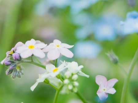 Flowers forget-me-nots blue and pink as a concept of boy and girl attitude of the sexes of love and harmonious relations in the familyの写真素材