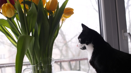 Home beautiful black and white cat next to a bouquet of flowers looks out the window. Bouquet of yellow tulips. slow motionの写真素材