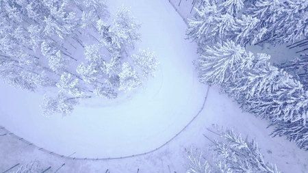 Aerial top down view shooting of flight over the winter young pine forest and big road covered with...