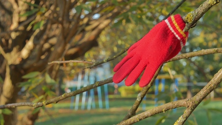 Red childrens glove hanging on a branch in the autumn in the park as a symbol of lossの写真素材