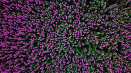 footage shooting from a drone revolving soaring above wild pink wildflowers swaying in the wind like ocean waves. Aerial top down view slow motion shot in 4K video.の写真素材