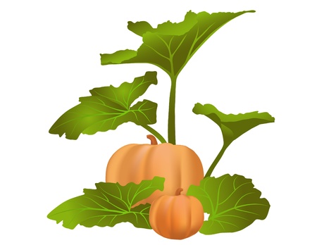 Pumpkin Patchのイラスト素材