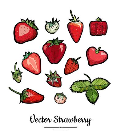 Strawberry vector isolated. Fruits collection hand drawn set. Trendy food vegetarian menu, fruit icons set. Whole, chopped strawberry, berries, leaves. Red white berries hand drawn fruits illustrationのイラスト素材