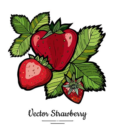 Strawberry vector isolated. Red berries hand drawn illustration. Trendy food vegetarian menu fruit icon. Whole strawberry, berry, leaves. Vector natural fruits illustration isolated, white background.のイラスト素材