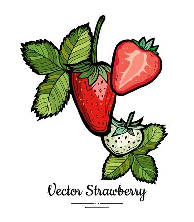 Strawberry vector isolated. Red berries hand drawn illustration. Trendy food vegetarian menu fruit icon. Whole strawberry, berry, leaves. Vector natural fruits illustration isolated, white background.のイラスト素材