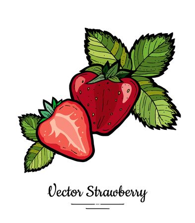 Strawberry vector isolated. Red berries hand drawn illustration. Trendy food vegetarian menu fruit icon. Whole strawberry, berry, leaves. Vector natural fruits illustration isolated, white background.のイラスト素材