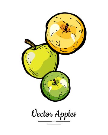 Apples vector isolated. Yellow green fruits hand drawn illustration. Trendy food vegetarian menu   icon. Whole apples. Sweet organic fruit illustration. Natural apples isolated white background.のイラスト素材