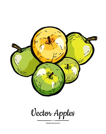 Apples vector isolated. Yellow green fruits hand drawn illustration. Trendy food vegetarian menu   icon. Whole apples. Sweet organic fruit illustration. Natural apples isolated white background.のイラスト素材