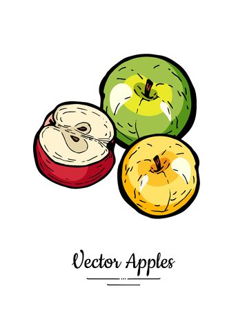Apples vector isolated. Whole half cut apples. Yellow green red fruits hand drawn illustration. Trendy food vegetarianのイラスト素材