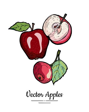 Apples vector isolated set. Whole, half cut apples, leaves. Red fruit hand drawn illustration. Trendy food vegetarian menu fruitのイラスト素材