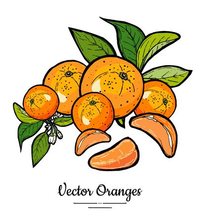 Oranges set vector isolated. Whole orange mandarin, slices, flowers leaves. Fruits collection hand drawn set. Citrus food vegetarian icons sketch ink style. Fruits orange illustration white backgroundのイラスト素材