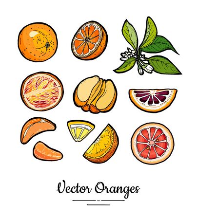 Oranges set vector isolated. Whole, chopped orange, slices, flowers leaves. Fruits collection hand drawn set. Citrus food vegetarian icons sketch ink style. Fruits orange illustration white backgroundのイラスト素材