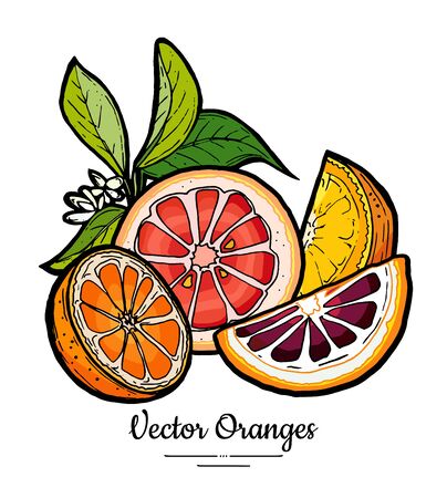 Oranges set vector isolated. Half cut chopped orange, red pink grapefruit slices, flowers leaves. Fruit hand drawn. Citrus food vegetarianのイラスト素材
