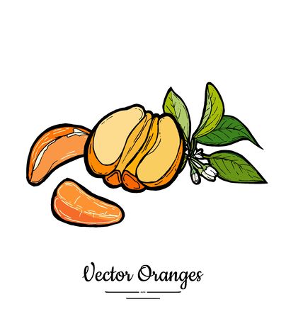 Oranges set vector isolated. Half peeled orange mandarin, slices, flowers leaves. Fruits collection hand drawn set. Citrus food vegetarianのイラスト素材