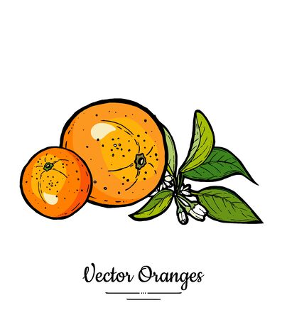 Oranges set vector isolated. Whole orange, mandarin, flowers, green leaves. Fruits collection hand drawn set. Citrus food vegetarianのイラスト素材