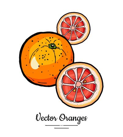Oranges set vector isolated. Whole orange red pink cut chopped grapefruit round slices. Fruit hand drawn. Citrus food vegetarianのイラスト素材