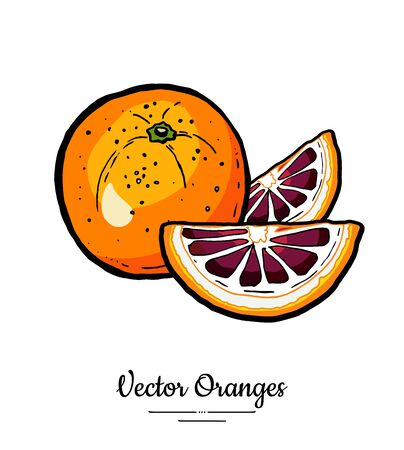 Oranges set vector isolated. Whole red orange cut chopped half round slices. Fruit hand drawn. Sweet citrus food vegetarianのイラスト素材