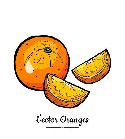 Oranges set vector isolated. Whole orange cut chopped half round slices. Fruit hand drawn. Sweet citrus food vegetarianのイラスト素材