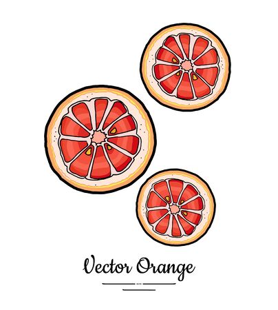 Grapefruit oranges set vector isolated. Whole orange red pink cut chopped round slices. Fruit hand drawn. Citrus food vegetarianのイラスト素材