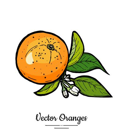 Oranges set vector isolated. Whole orange, mandarin, flowers, green leaves. Fruits collection hand drawn set. Citrus food vegetarianのイラスト素材