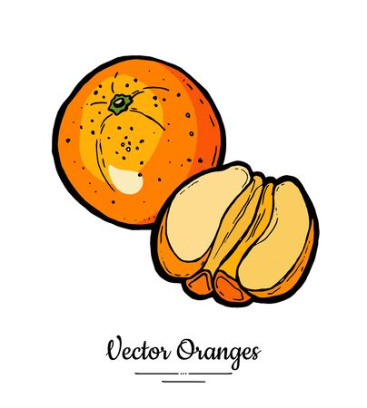 Orange set vector isolated. Whole half peeled cut oranges. Fruits collection hand drawn set. Citrus food vegetarianのイラスト素材