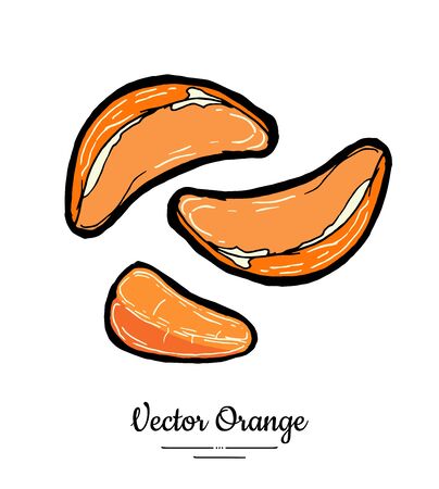 Mandarin half round slices. Oranges vector isolated. Fruit tangerine hand drawn. Sweet mandarin citrus food vegetarianのイラスト素材