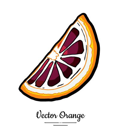 Orange red vector isolated. Red orange cut chopped half round slice. Fruit hand drawn. Sweet citrus food vegetarianのイラスト素材