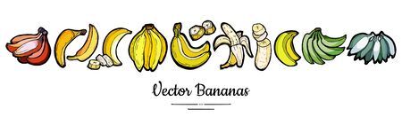 Bananas set vector isolated. Whole chopped banana slices bunch. Yellow green red fruits long banner hand drawn. Food vegetarian logo icons sketch ink style. Fruit bananas illustration white backgroundのイラスト素材