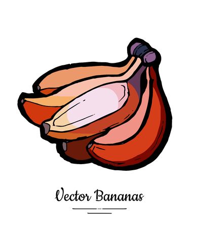 Bananas set vector isolated. Whole red banana bunch. Sweet fruit collection hand drawn. Food vegetarian logo icon sketch ink style. Fruit banana isolate illustration white background. Trendy food menuのイラスト素材
