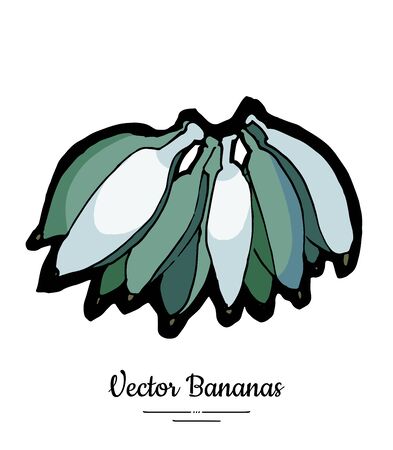Bananas set vector isolated. Whole green banana bunch. Sweet fruit collection hand drawn. Food vegetarian logo icon sketch style. Fruit banana isolate illustration white background. Trendy food menuのイラスト素材