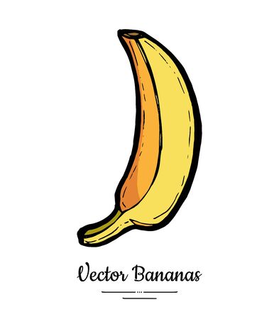 Banana vector isolated. Whole banana. Yellow sweet fruit hand drawn. Food vegetarian logo icon sketch ink style. Fruit banana isolate illustration white background. Trendy food menu, print, bannerのイラスト素材