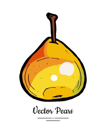 Pear fruit vector isolate. Yellow red whole pear. Fruits hand drawn illustration. Trendy food vegetarian sweet ripe fruit icon sketch line art style. Pear illustration isolated white backgroundのイラスト素材