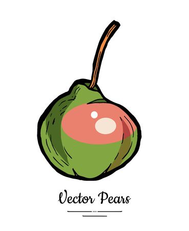 Pear fruit vector isolate. Green pink whole pear. Fruits hand drawn illustration. Trendy food vegetarian sweet ripe fruit icon sketch line art style. Pear illustration isolated white backgroundのイラスト素材