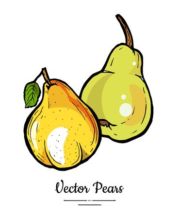 Pears fruits vector isolate. Yellow green whole pear fruit hand drawn illustration. Trendy food vegetarian sweet ripe fruit icon sketch line art style. Pear illustration isolated white backgroundのイラスト素材